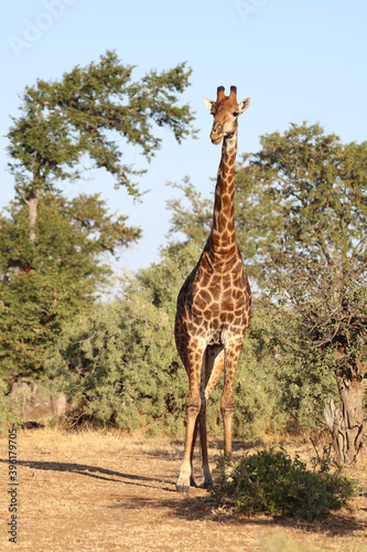 Canvas Print Giraffe / Giraffe / Giraffa Camelopardalis