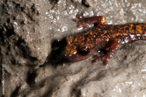 North-west Italian cave salamander  Hydromantes strinatii  in a cave in the Ligurian Appennines  Italy.