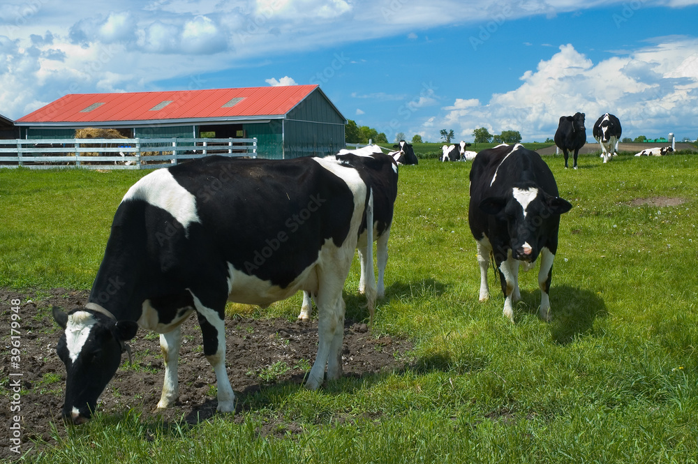 Curious Holstein cows in a field with barn Curious Holstein cows in a field with barn