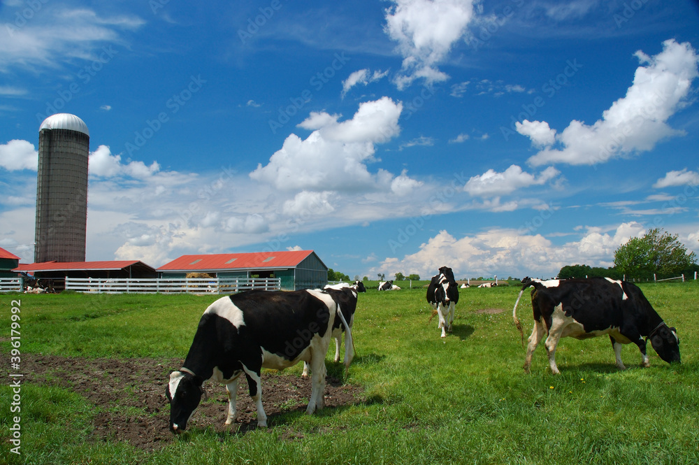 Fototapeta premium Holstein cows in a field with barn and silo