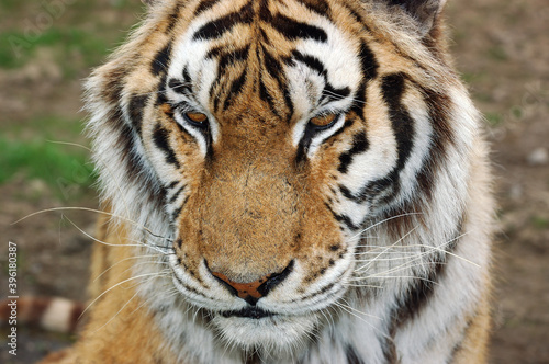 Face of a Siberian tiger