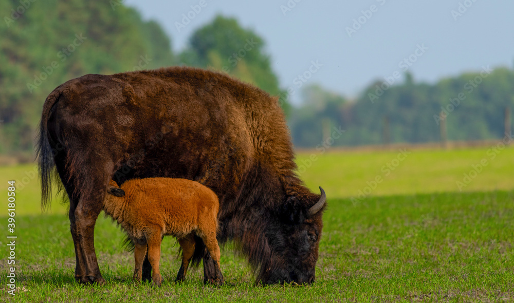 Bison and little bison..
