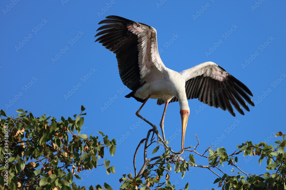Nimmersatt / Yellow-billed stork / Mycteria ibis Nimmersatt / Yellow-billed stork / Mycteria ibis