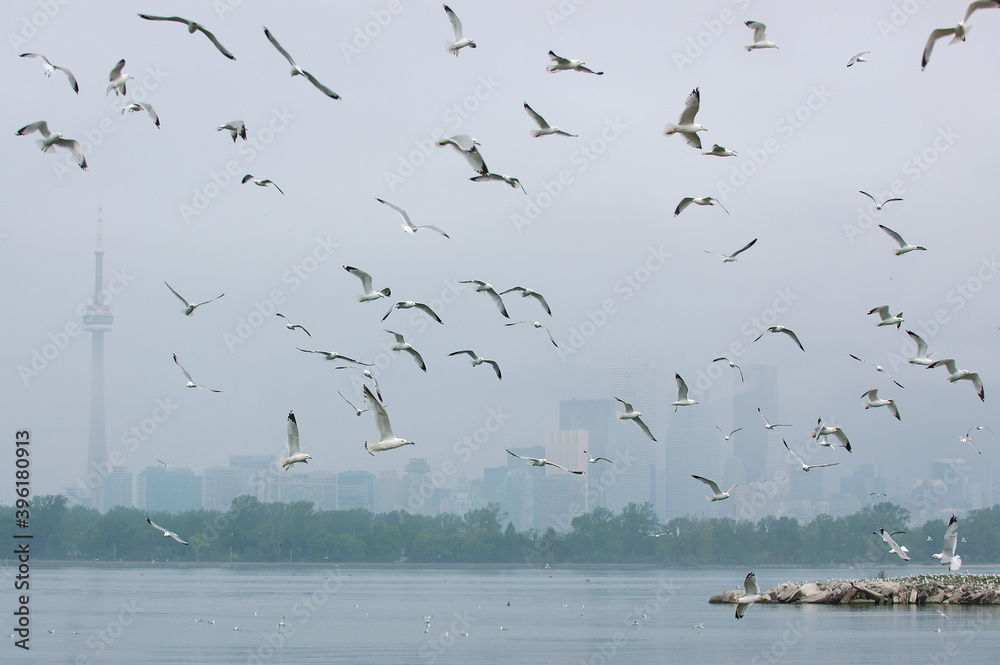 Swarming seagulls over Lake Ontario Toronto