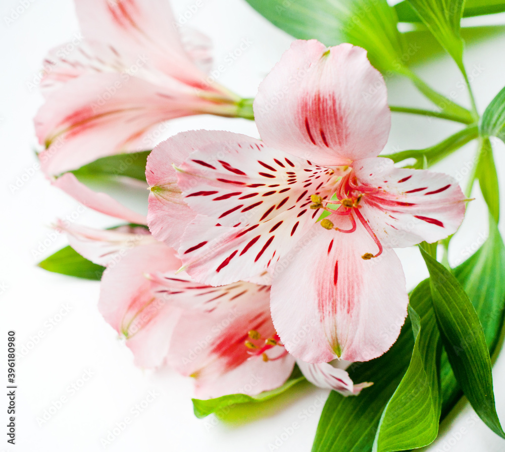 Beautiful Alstroemeria flowers. Pink flowers and green leaves on white background. Peruvian Lily close-up Beautiful Alstroemeria flowers. Pink flowers and green leaves on white background. Peruvian Lily close-up
