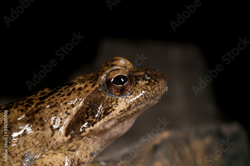 Italian stream frog (Rana italica) in a cave in the Ligurian Appennines, Italy.