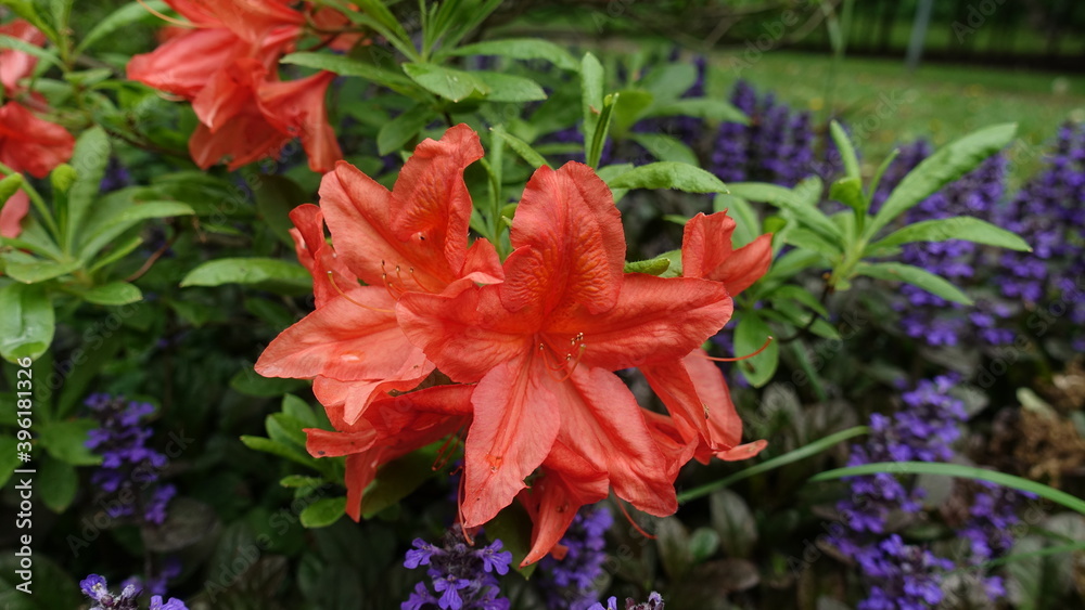 flowers in the garden flowers in the garden