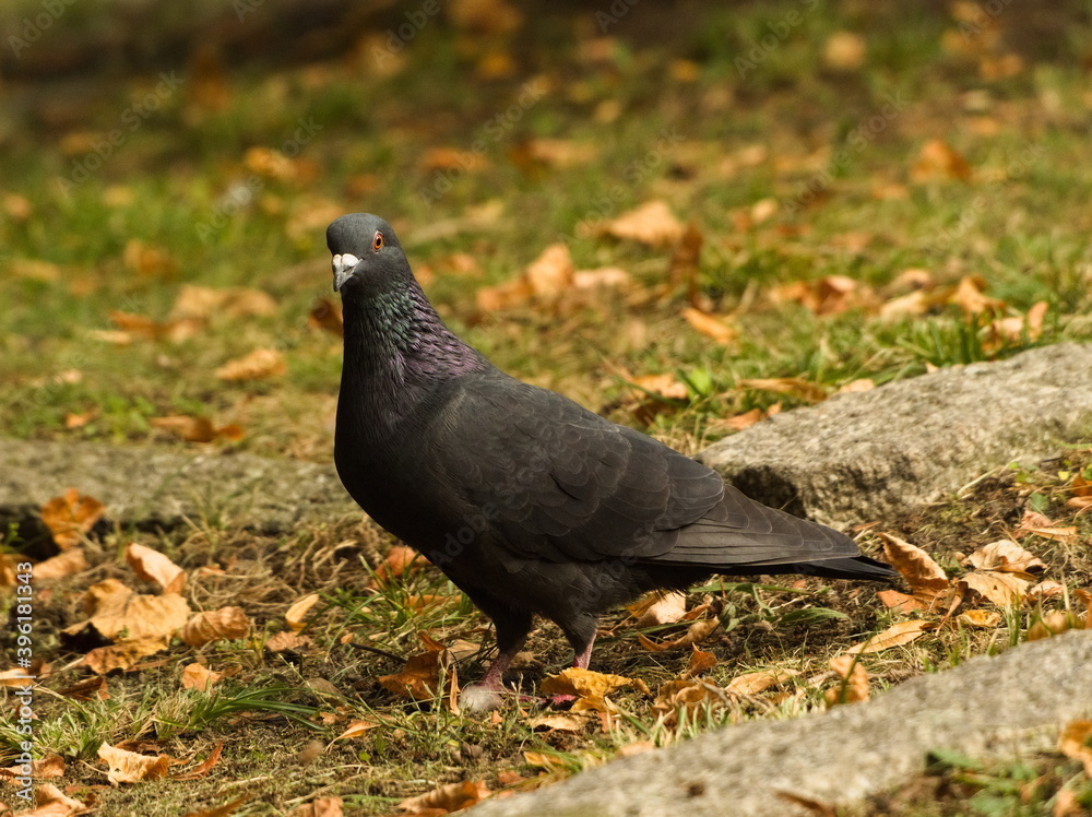 Pigeon in the park. Feral pigeon. Columba livia domestica Pigeon in the park. Feral pigeon. Columba livia domestica