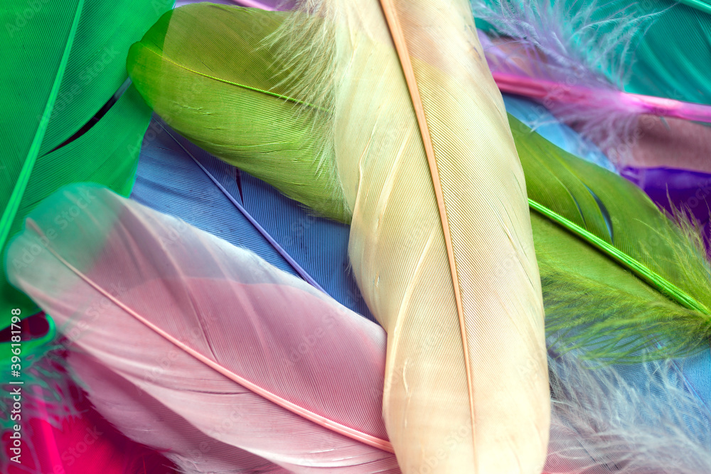 Fototapeta premium Colorful feathers