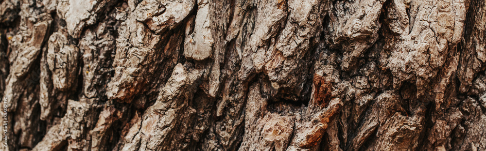 Natural wooden texture background. Closeup macro of old aged dark brown tree bark. Abstract oak tree eco nature backdrop, wallpaper. Web banner header. Natural wooden texture background. Closeup macro of old aged dark brown tree bark. Abstract oak tree eco nature backdrop, wallpaper. Web banner header.