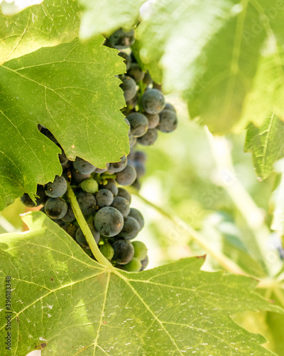 Fototapeta grapes on vine