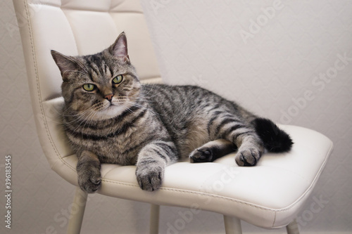 Fototapeta Naklejka Na Ścianę i Meble -  The domestic tabby grey cat lying on a soft chair