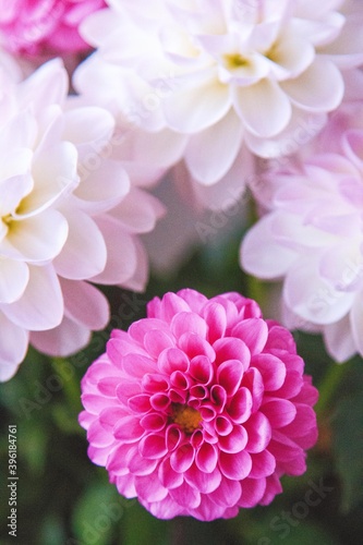 White and rosy dahlia flowers 18