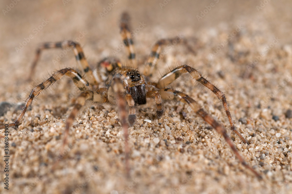 Wolf spider (Arctosa perita) on a sand beach, Tuscany, Italy. Wolf spider (Arctosa perita) on a sand beach, Tuscany, Italy.