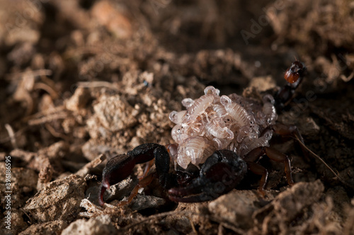 European yellow-tailed scorpion (Euscorpius flavicaudis) female with juveniles on its back, Liguria, Italy.