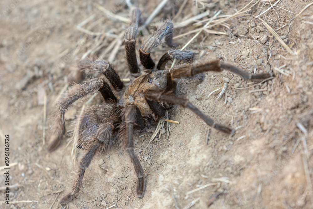 Tarantula crawling on the ground Tarantula crawling on the ground