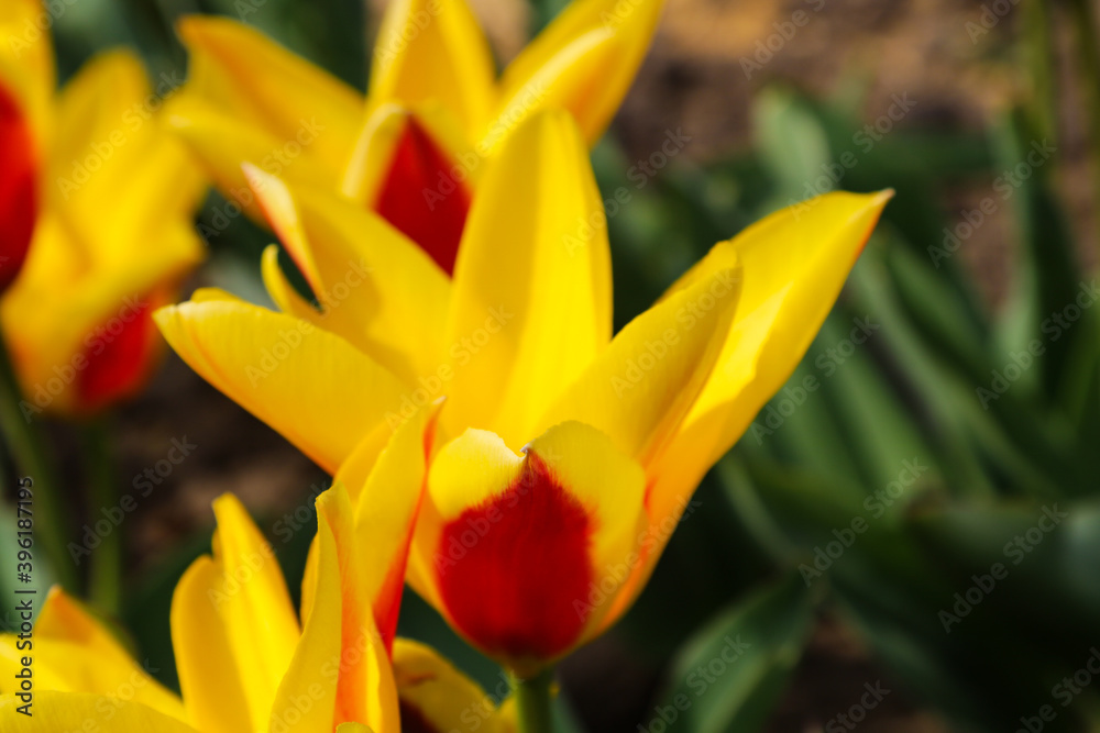 Obraz premium Colorful tulip field, summer flowerwith green leaf with blurred flower as background.