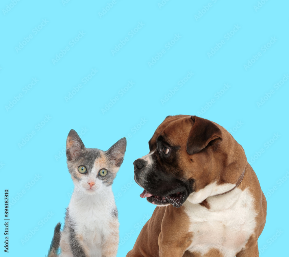 Curious Metis cat cub and Boxer looking at it Curious Metis cat cub and Boxer looking at it