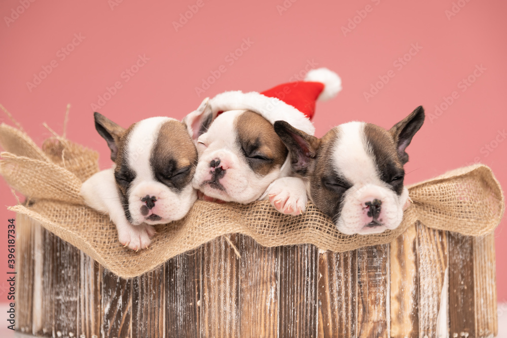 wooden box covered with burlap sack holding three puppies wooden box covered with burlap sack holding three puppies
