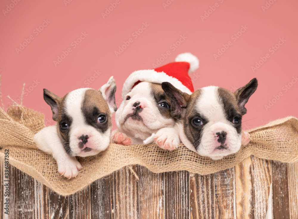 burlap pouch covering wooden box filled with family of french bulldog dogs