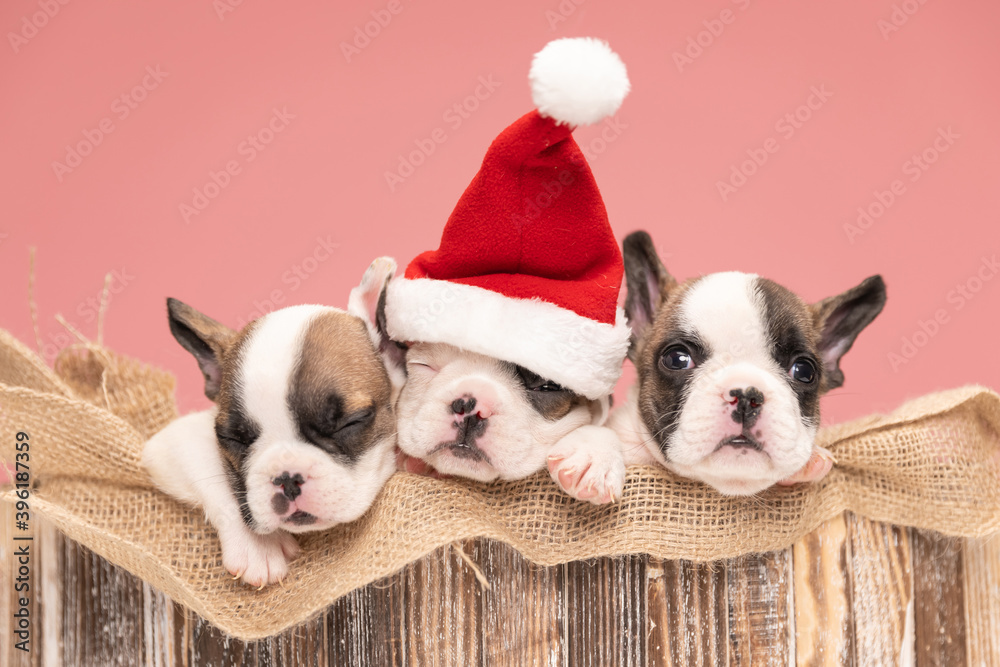 christmassy three french bulldog puppies resting