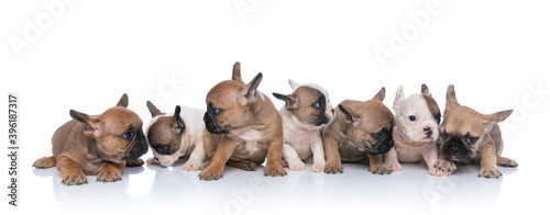 adorable family of frenchies puppies looking to side