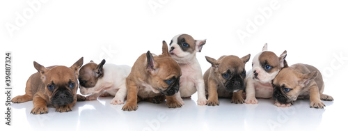 small group of french bulldog dogs looking to side