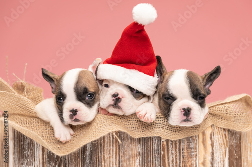 adorable french bulldog puppies spending christmas together © Viorel Sima