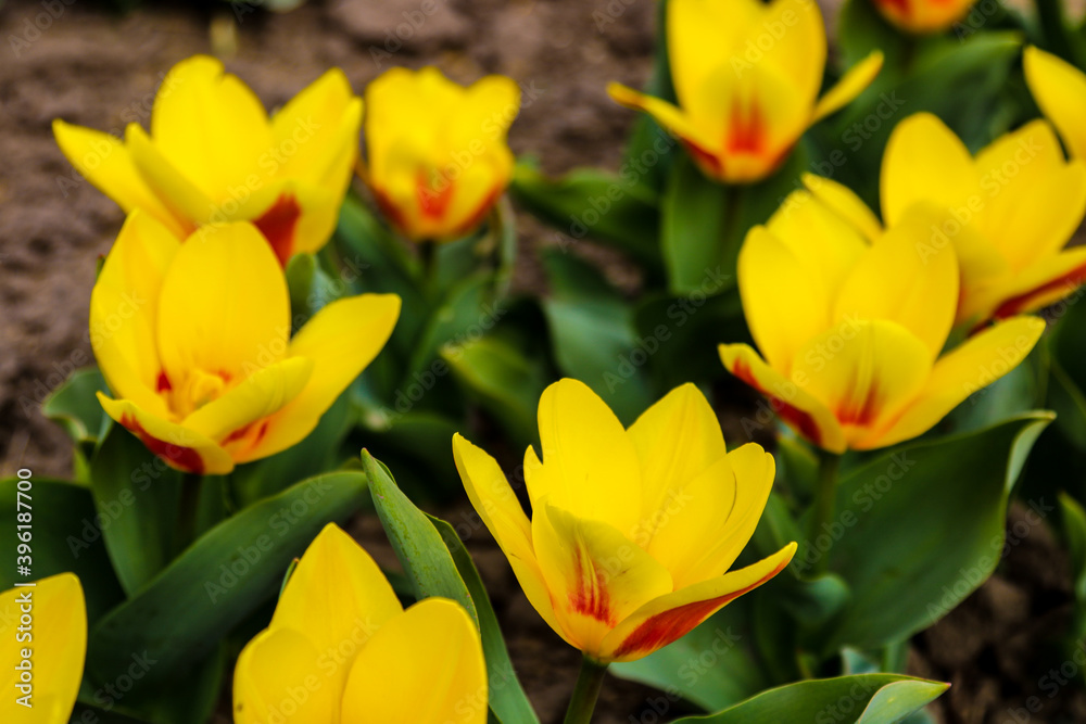 Tulip flower flowering in sunlight on background tulips flowers in tulips garden. Tulip flower flowering in sunlight on background tulips flowers in tulips garden.