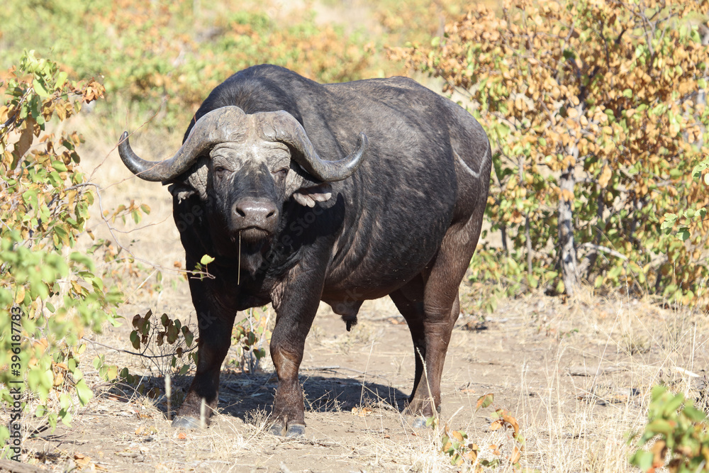 Kaffernbüffel / Buffalo / Syncerus caffer