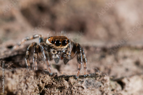 Jumping spider (Evarcha jucunda) male, Italy.