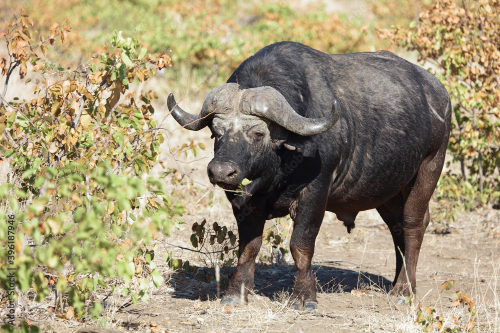 Kaffernbüffel / Buffalo / Syncerus caffer Kaffernbüffel / Buffalo / Syncerus caffer