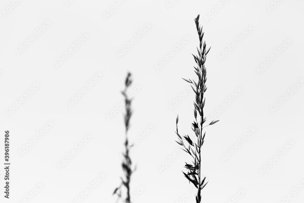 grass silhouette on white background