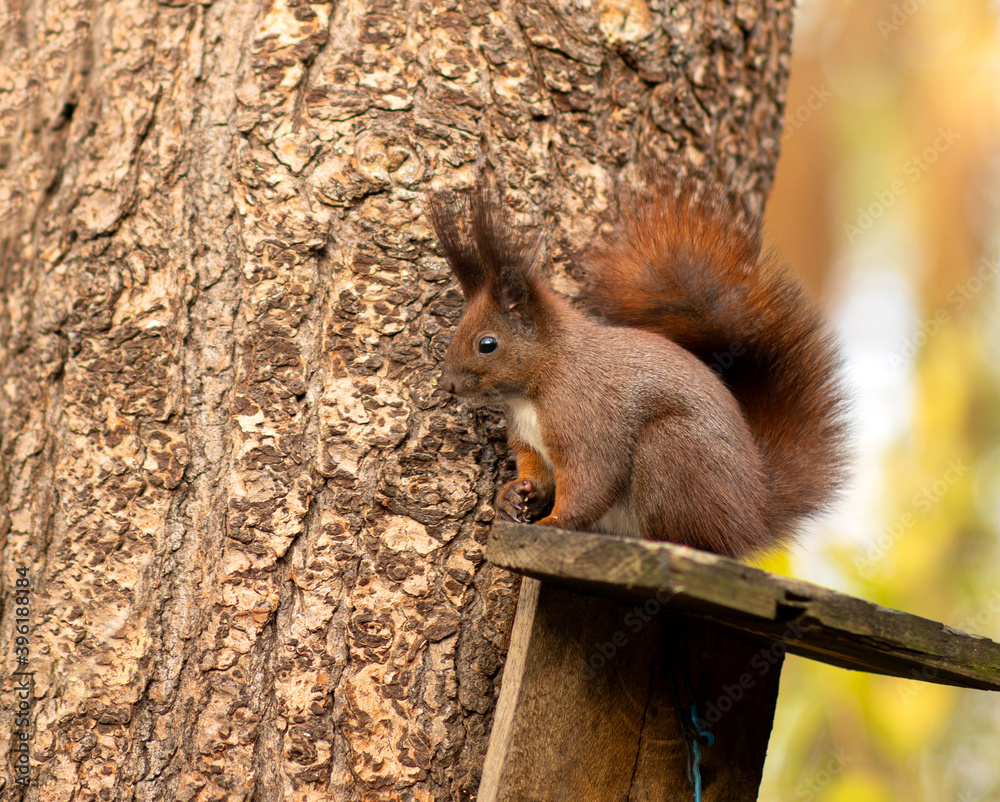 Obraz premium Autumn red squirrel sitting in a tree