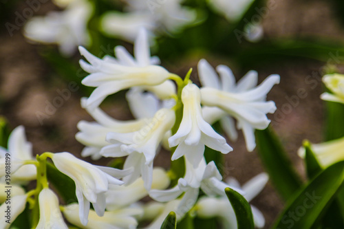Beautiful white hyacinth flower close-up, backlighting, soft focus.