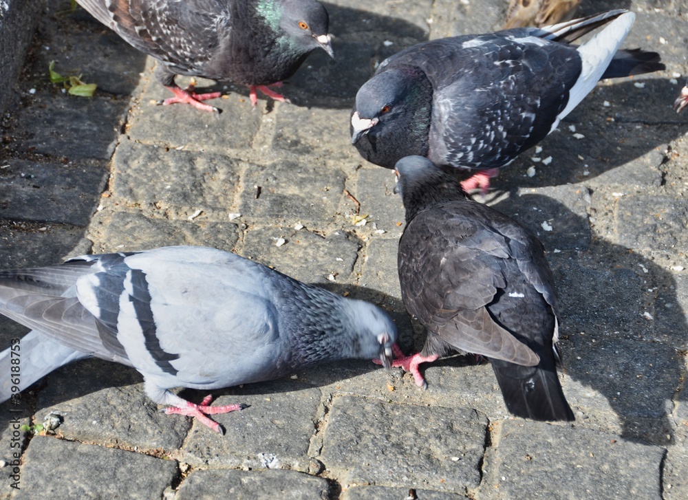 Fototapeta premium Four Rock Doves Pecking at Seeds on Cobblestone