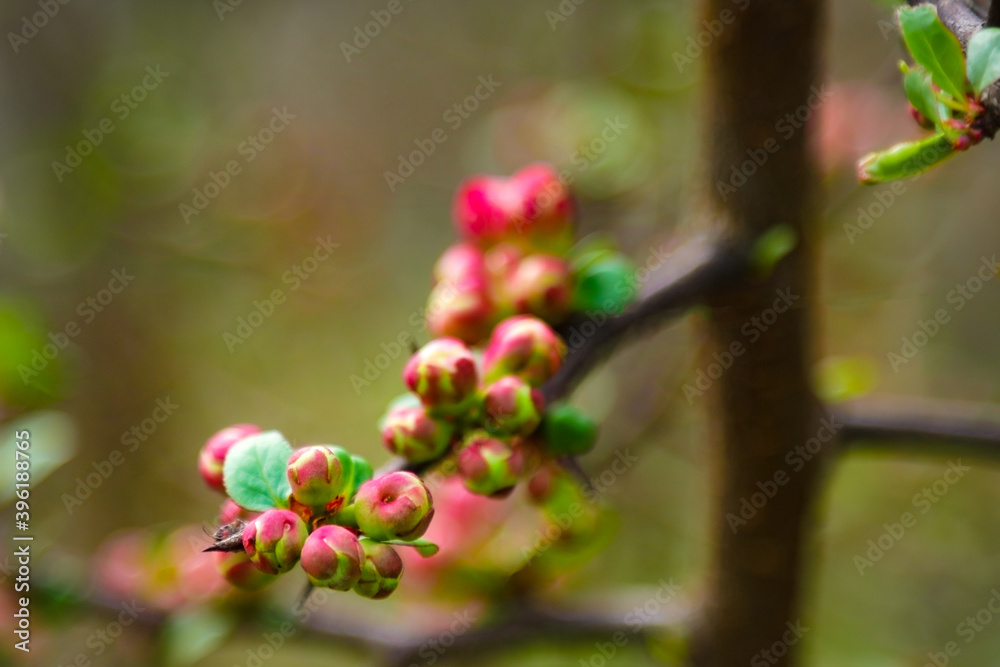 Pink flowers and heart in spring garden. Spring blooming cherry flowers branch on blurred natural abstract background.