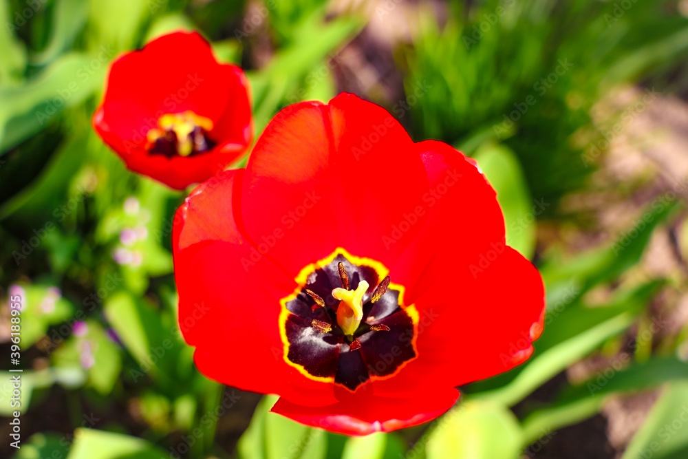 Flower tulips background. Beautiful view of red tulips under sunlight landscape at the middle of spring or summer.