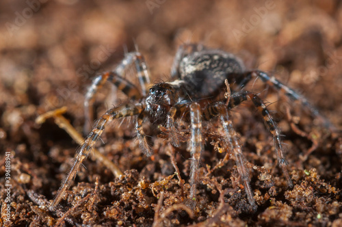 Agelenidae spider