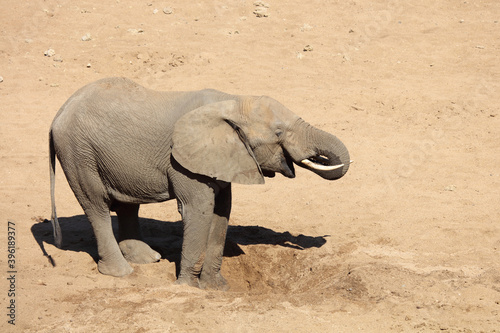 Afrikanischer Elefant   African elephant   Loxodonta africana