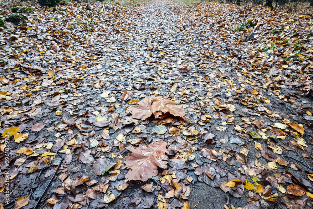 leaves on a dirt road in the woods during fall leaves on a dirt road in the woods during fall