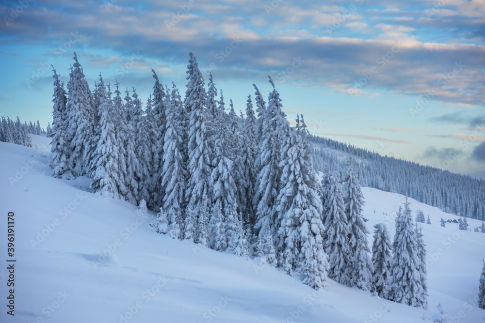 Fototapeta premium Wonderful winter in the Ukrainian Carpathian Mountains with snow-covered houses and spruce around