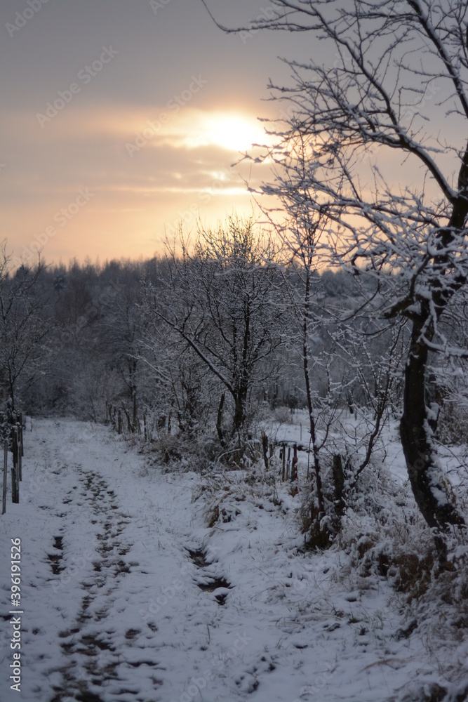 Evening winter landscape. Trees in the snow