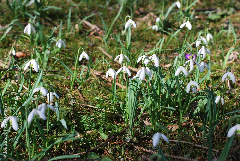 Obraz premium flowers