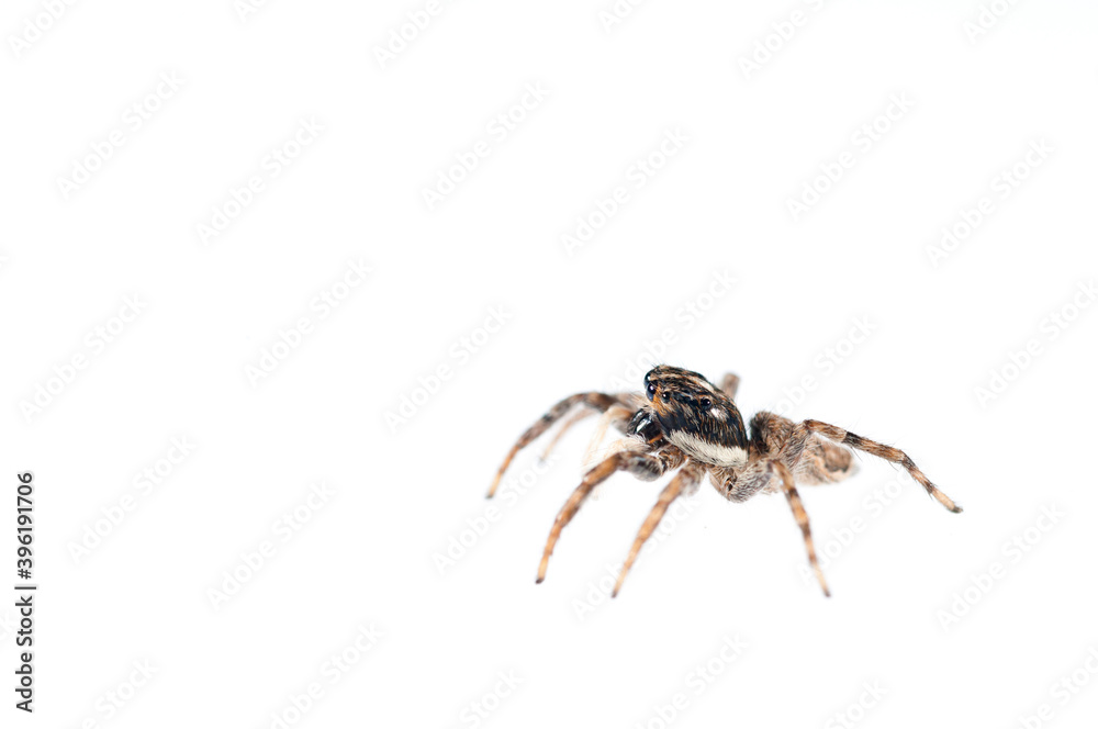 Jumping spider (Menemerus semilimbatus) on white background, Italy. Jumping spider (Menemerus semilimbatus) on white background, Italy.