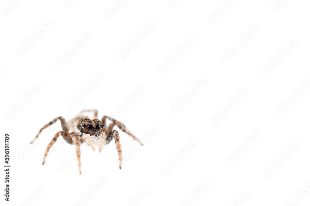 Jumping spider (Menemerus semilimbatus) on white background, Italy.