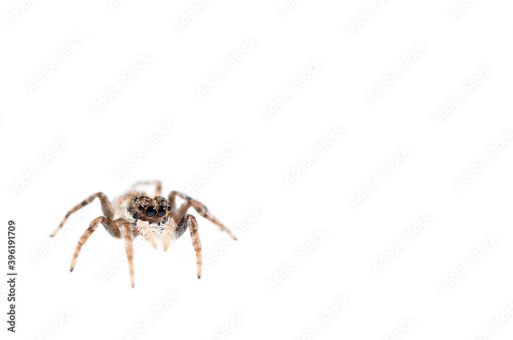 Jumping spider (Menemerus semilimbatus) on white background, Italy. Jumping spider (Menemerus semilimbatus) on white background, Italy.