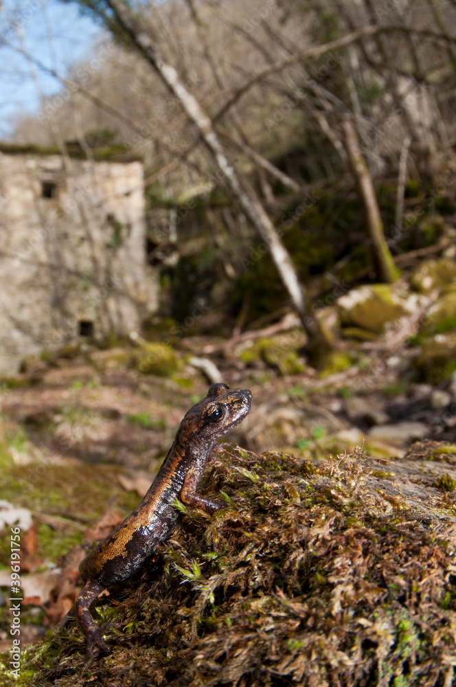 North-west italian cave salamander (Hydromantes ambrosii) in its habitat, Apennine mountains, Italy. North-west italian cave salamander (Hydromantes ambrosii) in its habitat, Apennine mountains, Italy.