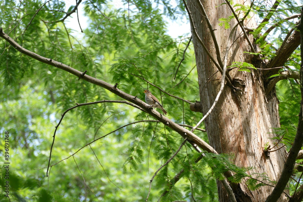 Obraz premium tree in the forest
