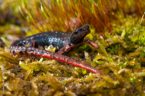 Northern spectacled salamander (Salamandrina perspicillata), ligurian apennines, Italy.